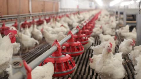 Chicken Farm Stock Footage 24650252