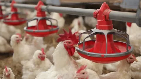 Chicken Farm 库存影片 24650274