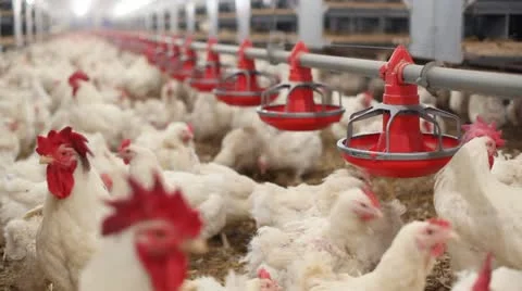 Chicken Farm Stock Footage 24650289