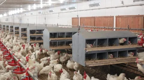 Chicken Farm Stock Footage 24650319