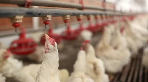 Chicken farm Видео 24650495