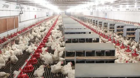 Chicken farm 库存影片 24650506