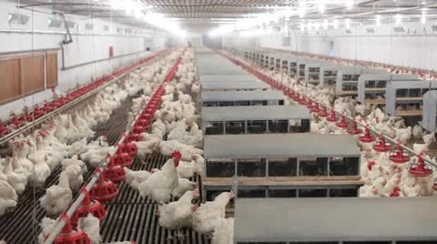 Chicken farm Stock Footage 24650566