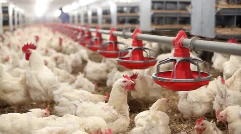 Chicken farm Stock Footage 24650577
