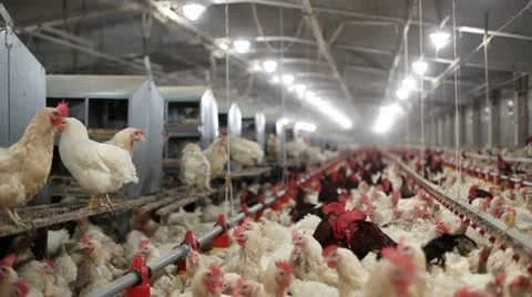 Chicken farm 库存影片 24650644