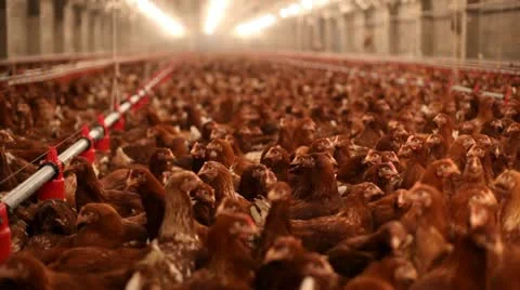 Chicken farm Stock Footage 24650828