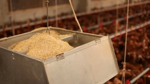 Chicken farm 库存影片 24650854