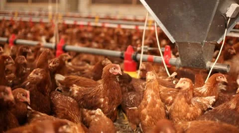 Chicken farm Stock Footage 24650961