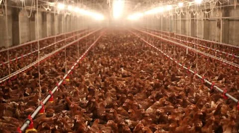 Chicken farm 库存影片 24650983