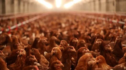Chicken farm Stock Footage 24650989