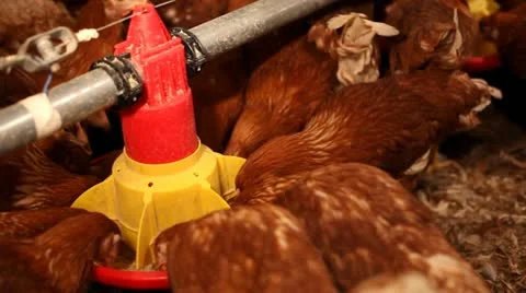 Chicken farm Stock Footage 24651007