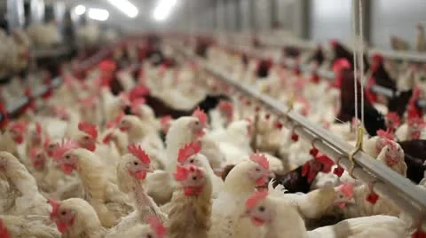 Chicken farm Vidéo 24651017