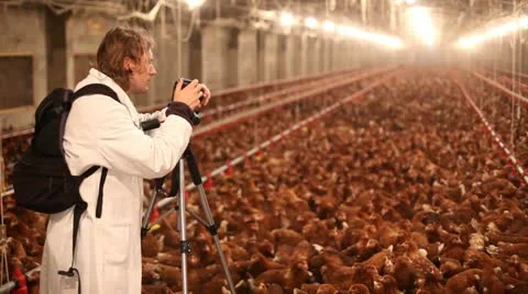 Chicken farm Stock Footage 24651033