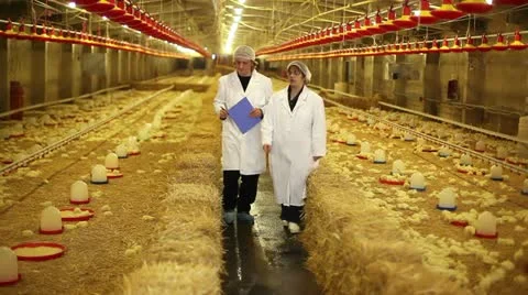 Chicken Farm Stock Footage 24657344