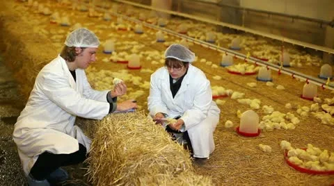 Chicken Farm Stock Footage 24657356