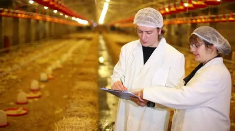 Chicken Farm Video stock 24657389