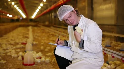 Chicken Farm Stock Footage 24657398