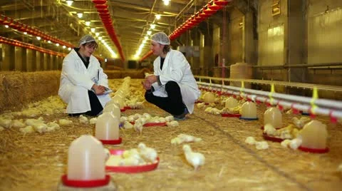 Chicken Farm Stock Footage 24657405