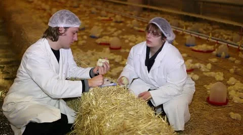 Chicken Farm Stock Footage 24657411