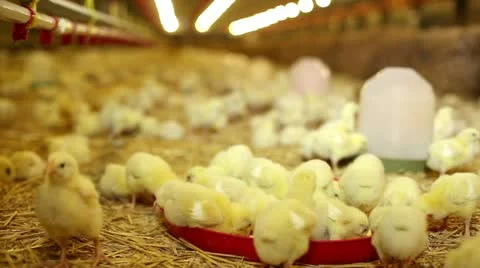 Chicken Farm Stock Footage 24657467