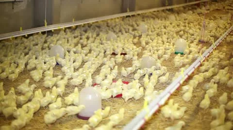 Chicken farm Stock Footage 24657500
