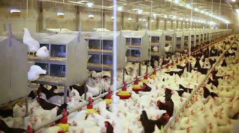 Chicken farm Video stock 24657562