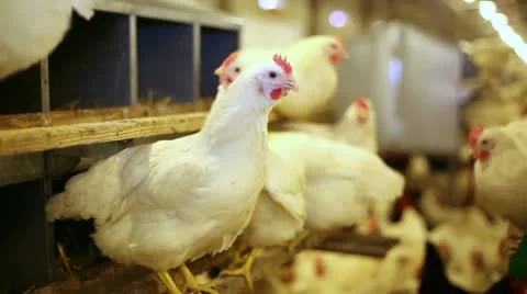 Chicken farm Stock Footage 24657568