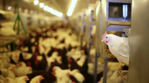 Chicken farm Stock Footage 24657570