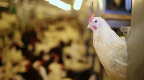 Chicken farm Stock Footage 24657573
