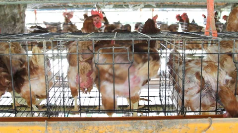 Chicken farm. Stock Footage 30356385