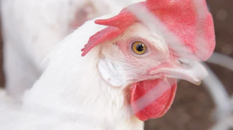 Chicken in the farm Video stock 39845210