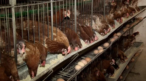 Chicken farm Stock Footage 44727618