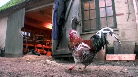 Chicken farm Stock-Footage 46856202