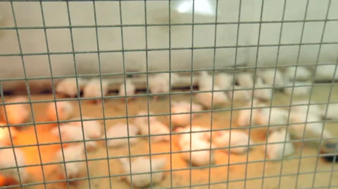 Chicken farm Stock Footage 47839196