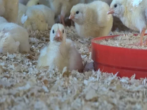 Chicken farm Stock Footage 77943462
