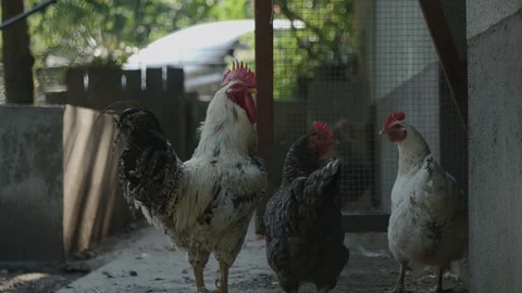 Chicken farm 動画素材 89530848