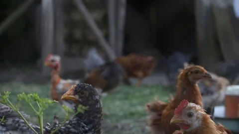 Chicken farm Video stock 90193482