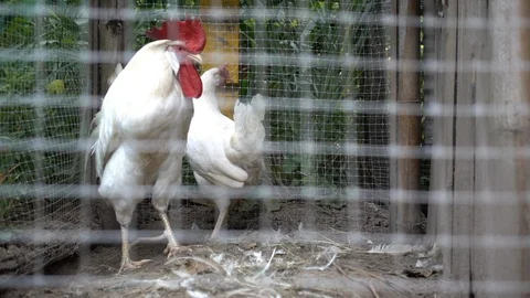 Chicken on the farm. Stock Footage 103248631