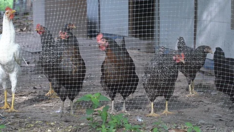 Chicken on the farm. Stock Footage 106757682