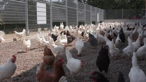 Chicken farm Stock Footage 149124029