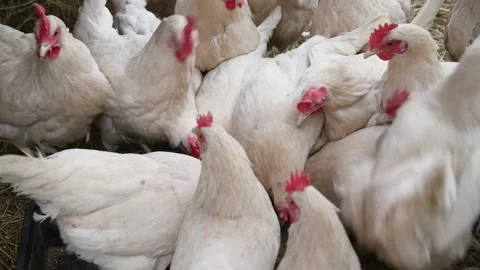 Chicken on a farm Video stock 152736225