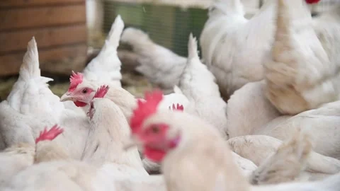 Chicken on a farm Видео 152736227