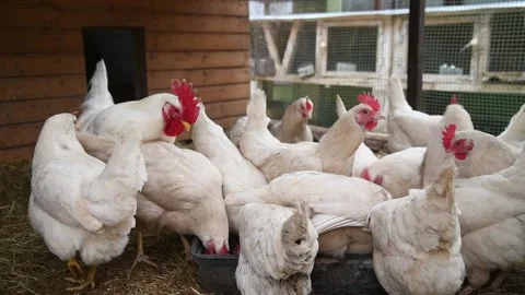 Chicken on a farm 動画素材 152736274
