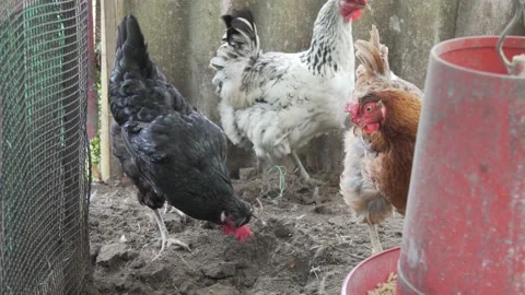 Chicken in the farm Stock Footage 166645051