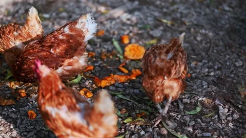 Chicken on the farm Stock Footage 168415104