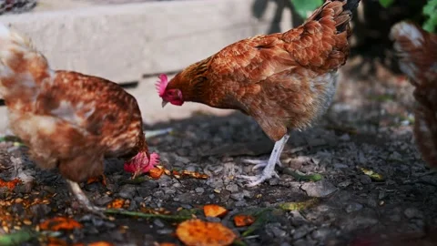 Chicken on the farm Stock Footage 168415586
