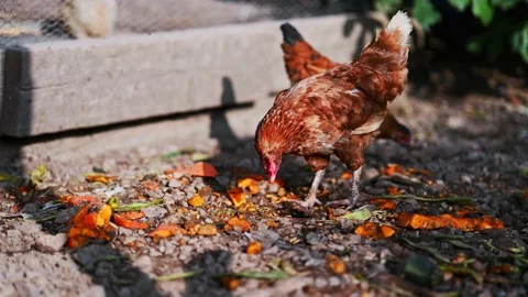 Chicken on the farm Stock Footage 168415676