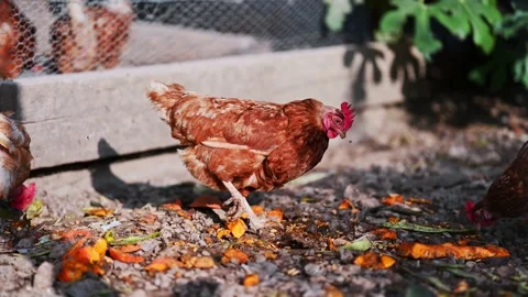 Chicken on the farm Stock Footage 168415785