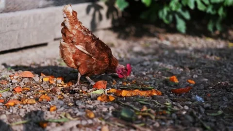 Chicken on the farm Stock-Footage 168416212