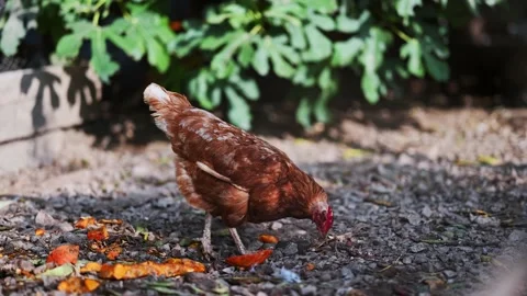 Chicken on the farm Stock Footage 168416598